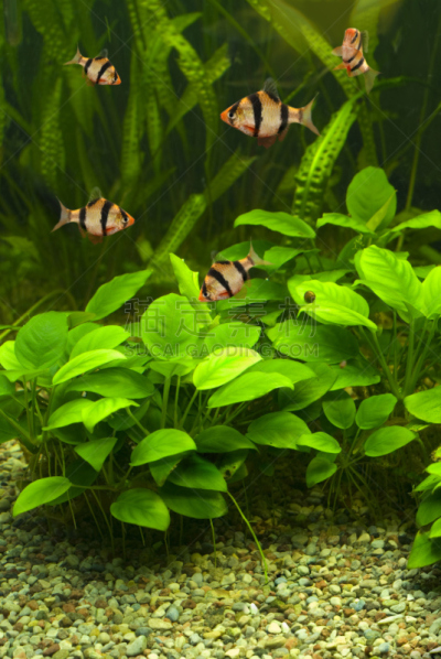 水族馆,自然,垂直画幅,水,无人,淡水鱼,户外,宠物,植物,鱼缸