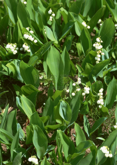 铃兰,单子叶植物,自然,垂直画幅,无人,户外,陆地,白色,植物,平原