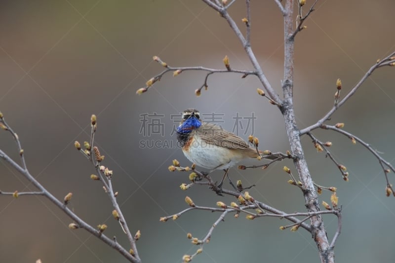 蓝点颏,水平画幅,西约塔兰省,无人,蓝色,鸟类,纳维亚体育馆,北美歌雀,红色,兰喉鸟