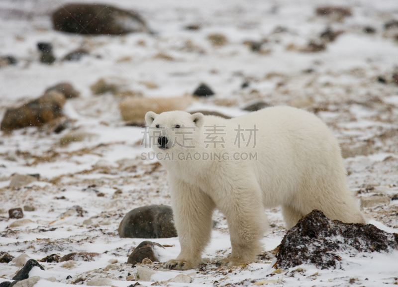 北极熊,冻原,风,暴风雨,国家公园,水平画幅,雪,无人,动物习性,野外动物