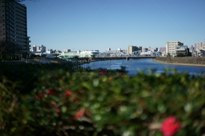 river sumida,水平画幅,树篱,茶花,无人,户外,开花时间间隔,红色,春天,植物