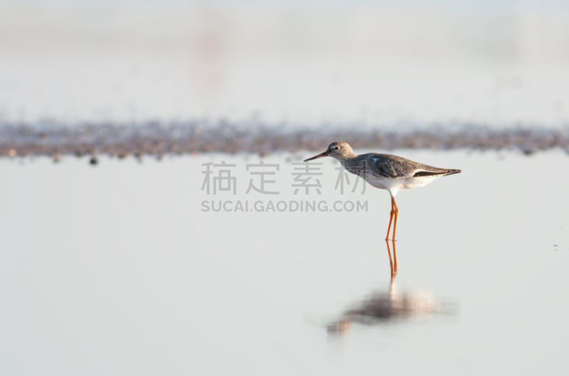 鹭管鱼,褐色,水平画幅,无人,鸟类,动物身体部位,野外动物,特写,白色,看