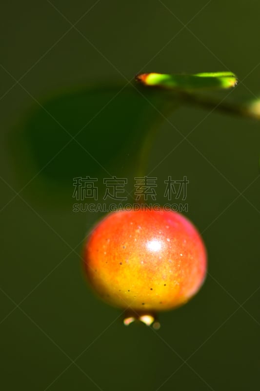 水果,野生植物,明亮,特写,蓝莓,垂直画幅,麦迪逊,麦迪逊县,美国,绿色