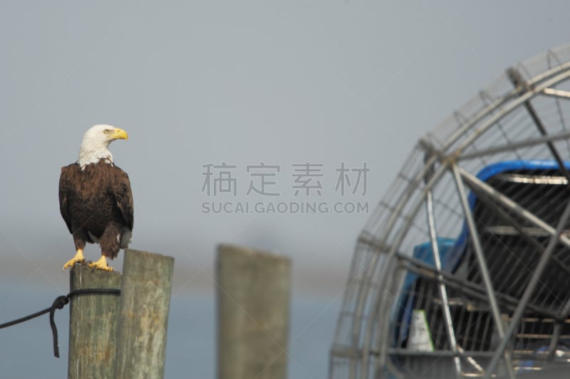 木桩,美国,佛罗里达,白头鹰,天空,食肉鸟,水平画幅,符号,鸟类,其士美