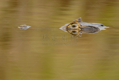 宽吻凯门鳄,水平画幅,沙子,古老的,动物学,户外,石材,草,特写,海滩