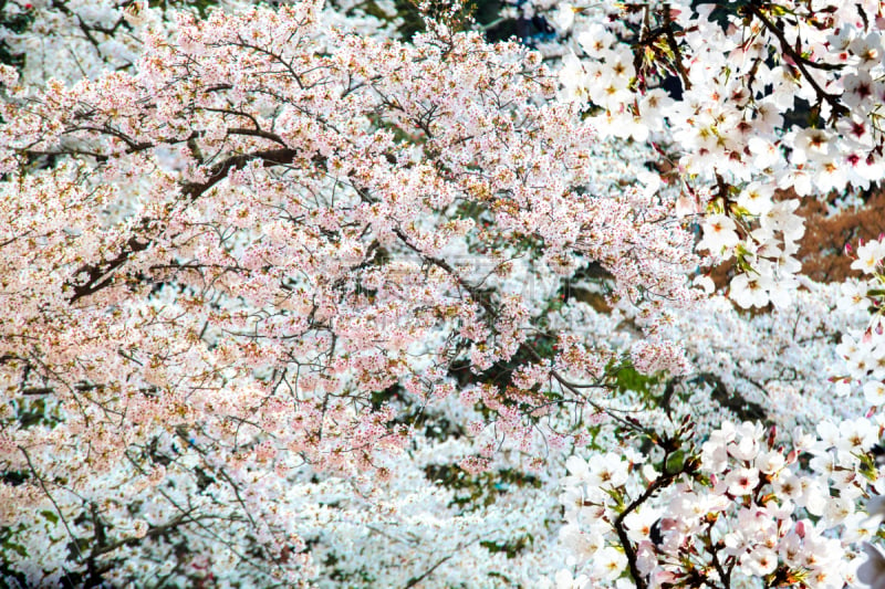 京都府,日本,樱之花,季节,旅游目的地,水平画幅,樱花,无人,樱桃树,寺庙