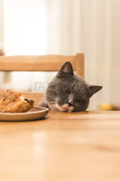 桌子,野生猫科动物,垂直画幅,宠物,可爱的,无人,书桌,家庭,食品,餐桌