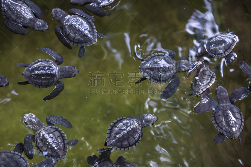 海龟,婴儿,黎德利海龟,加勒,爬行纲,斯里兰卡,可爱的,自由,野生动物,环境