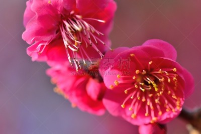 梅花,枇杷,梅子,水平画幅,樱花,无人,仅一朵花,红色,春天,植物