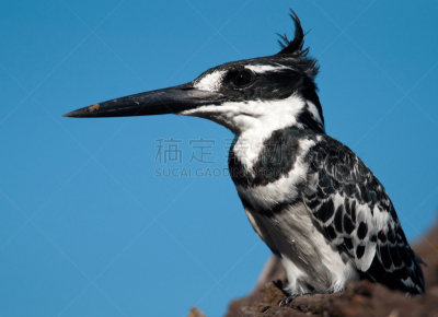 枝,杂色翠鸟,蓝色背景,水平画幅,动物,鸟类,动物的冠,黑白图片,南非,摄影
