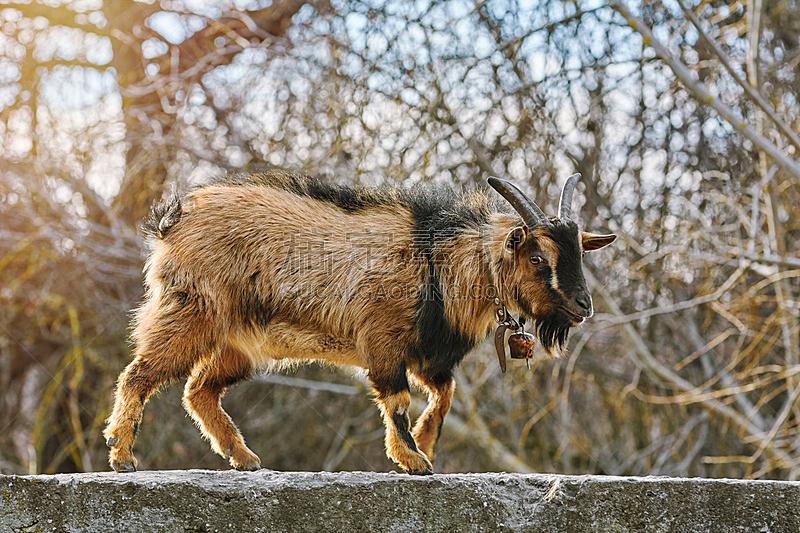 家山羊有角 家山羊有角图片 家山羊有角素材下载 稿定素材