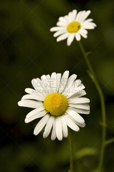 雏菊,自然,垂直画幅,绿色,雄蕊,无人,背景分离,两个物体,自然美,植物茎