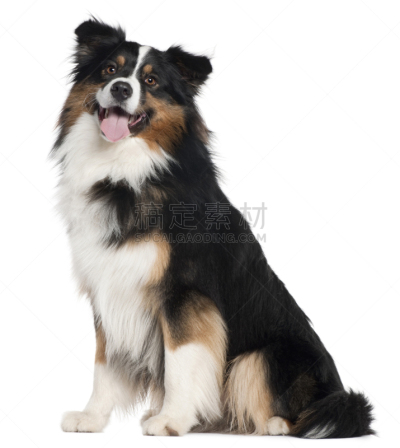 白色背景,澳大利亚牧羊犬,两只动物,古典式,动物主题,纯种犬,背景分离,法国,肖像,狗