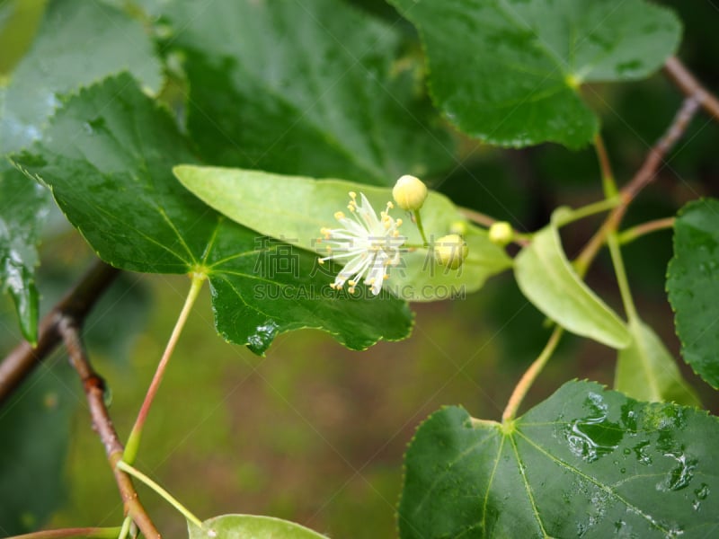 欧锻树,鲜花盛开,椴树属,顺势医学,茶树,水平画幅,枝繁叶茂,无人,健康,夏天