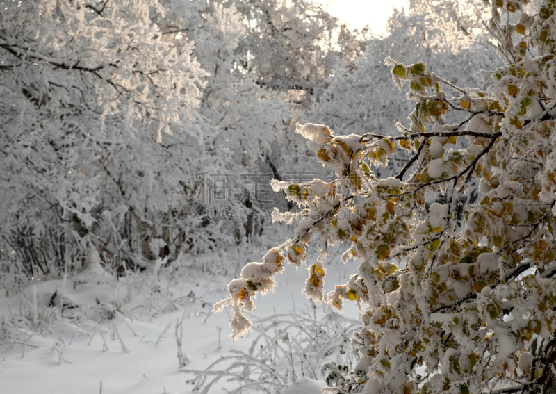 枝,冻结的,白桦,天空,水平画幅,山,雪,无人,户外,云景