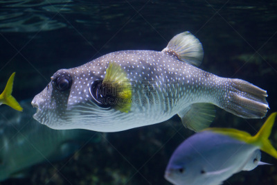河豚,白色,斑点,白点河豚,刺河豚,鳍刺类鱼,indopacific ocean,红海,水,水平画幅