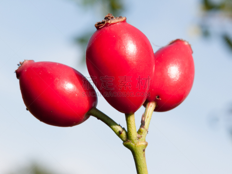 枝繁叶茂,野玫瑰,熟的,臀,红色,三个物体,格兰迪伯瑞尔,野玫瑰果,花茶,芳香的