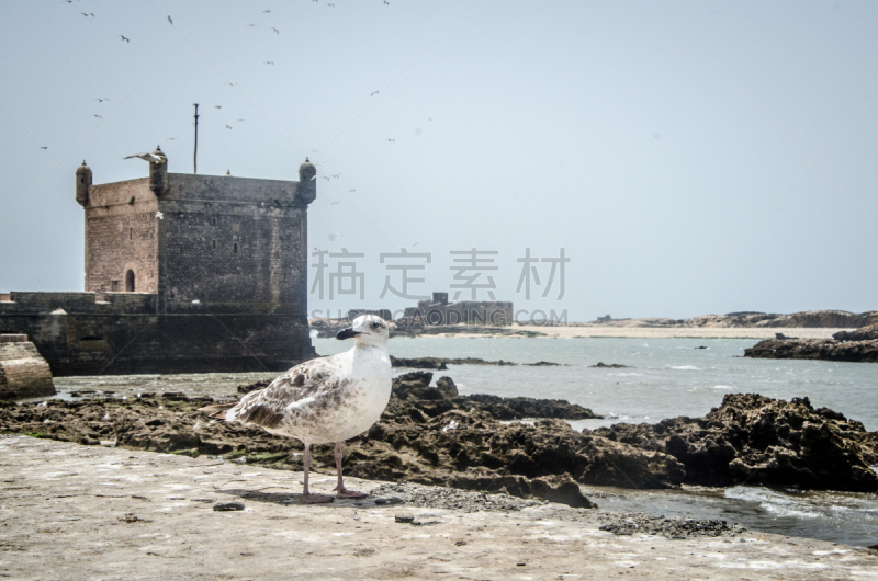 摩洛哥,旅游目的地,水平画幅,无人,海港,鸟类,非洲,索维拉城,夏天,海湾