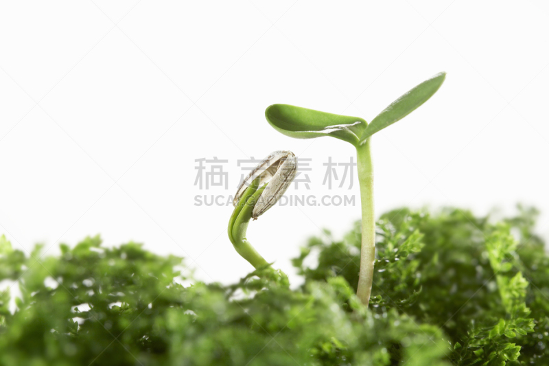向日葵,双叶区,呼吸气 ,自然,水平画幅,绿色,秧苗,生物,无人,白色背景