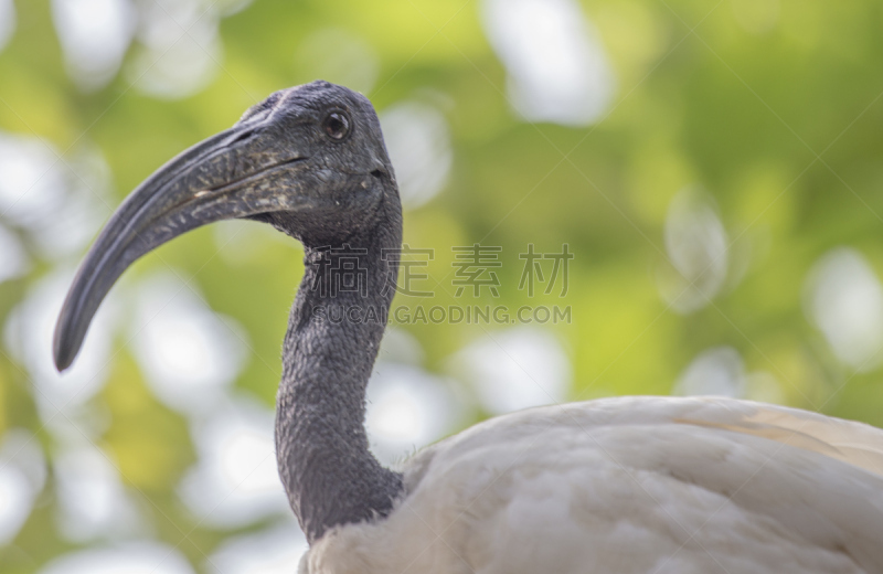 朱鹭,黑色,头球,白朱鹭,颈,选择对焦,水平画幅,鸟类,动物习性,动物身体部位