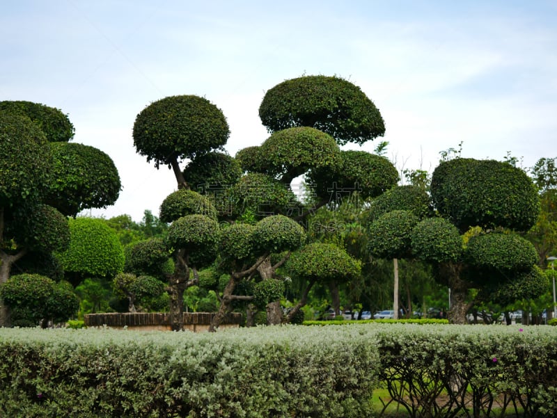 侏儒,灌木,华丽的,比例,热带气候,泰国,公园,枝繁叶茂,草,盆景