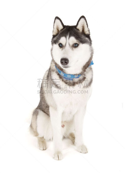 西伯利亚哈士奇犬,纯种犬,背景分离,宠物项圈,肖像,受过训练的狗,狗,一只动物,动物,爱斯基摩犬