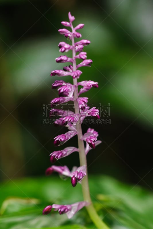 紫色,花序,特写,泰国,龙,植物,彩色图片,热带气候,植物学,成年的