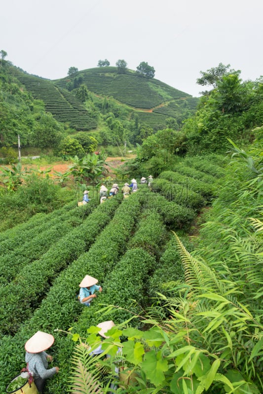 越南,女人,农场,茶叶,茶树,制片人,农业,传统,商务,篮子