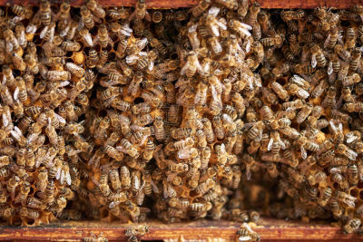 蜂箱,昆虫群,嗡嗡响的,大黄蜂,蜂蜡,Beekeeper,养蜂,蜡,边框,授粉
