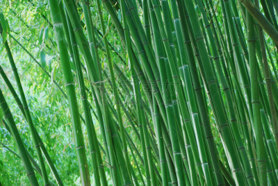 风水,自然,植物,亚洲,森林,竹,禅宗,水平画幅,绿色,无人