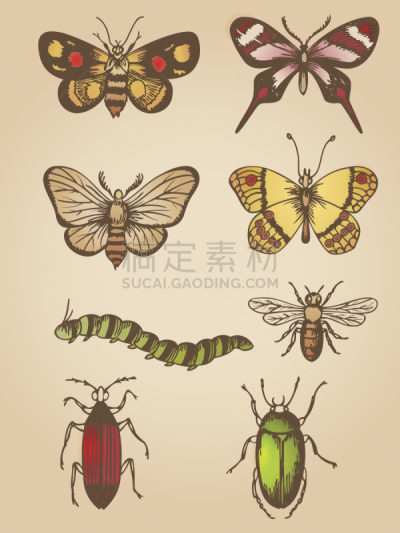 昆虫,过时的,1940年至1949年,图像,鳞翅类,cabbage worm,天牛,木蜂,组物体,毛虫