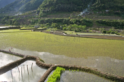 稻,菲律宾,巴拿威,吕宋岛,水,水平画幅,山,无人,偏远的,户外