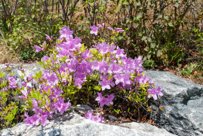 杜鹃花,选择对焦,美,公园,水平画幅,无人,园艺,户外,特写,仅一朵花