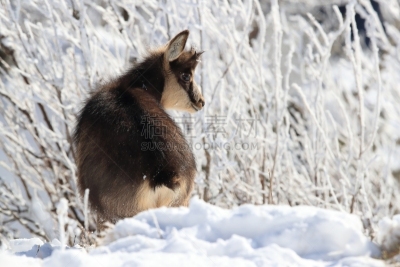 Chamois (Rupicapra rupicapra) in the winter Vosges Mountains, France