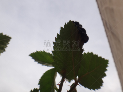水果,黑刺莓,紫色,温带的花,肺叶,水平画幅,枝繁叶茂,荆棘,蔷薇科,户外