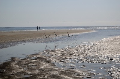 圣西蒙岛,撇水鸟,水湾,圣伯纳犬,海岸线,美国,水平画幅,无人,户外,摄影