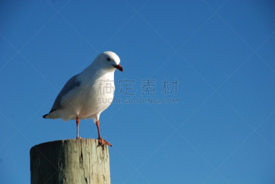 左撇子,海鸥,动物腿,木制,柱子,前面,akaroa,天空,水平画幅,动物身体部位