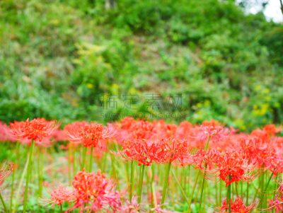 孤挺花,纯净,清新,景观设计,公园,色彩鲜艳,自然美,植物,背景,户外