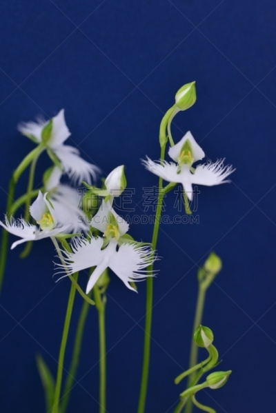 大白鹭,仅一朵花,孔雀兰,陆生兰花,世田谷区,白鹭,垂直画幅,兰花,无人,日本