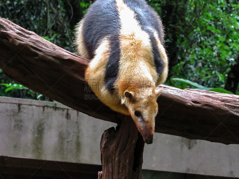 南,lesser anteater,领食蚁兽,接力赛,野生猫科动物,美,舌头,水平画幅,野外动物,户外