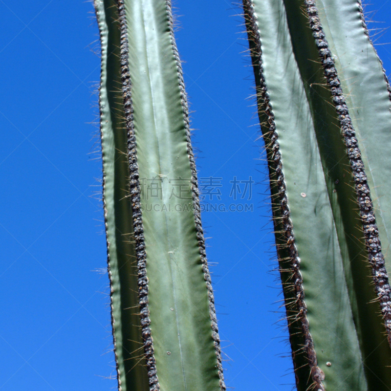 仙人掌,天空,美,脊柱,荆棘,cactus wren,尖利,夏天,户外,特写