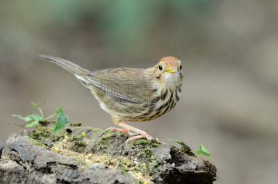 babbler,泡芙,热带鸟,水平画幅,无人,鸟类,动物身体部位,野外动物,户外,泰国