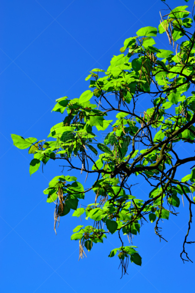 天空,海洋,垂直画幅,美,褐色,无人,夏天,户外,木兰纲,特写