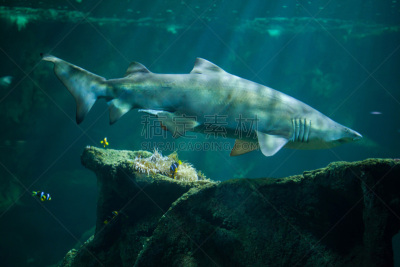 灰色铰口鲨,水,水平画幅,大西洋,水下,鲨鱼,野外动物,ragged tooth shark,热带气候,鱼类