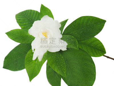 栀子,白色,分离着色,水平画幅,无人,茉莉,白色背景,背景分离,摄影,花