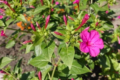 花蕾,植物,闭着眼睛,健神露,美,公园,4点,水平画幅,枝繁叶茂,无人