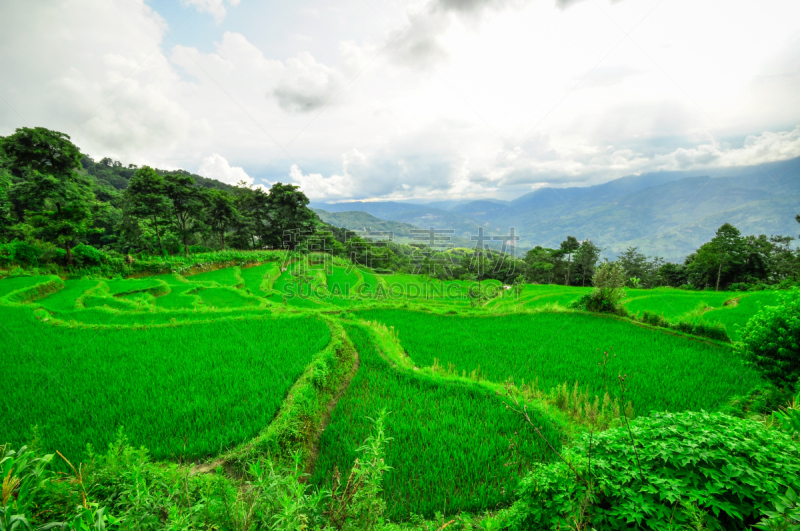 云南省,梯田,苏格兰高地,稻,瑶族,龙脊梯田,龙胜,自然,水平画幅,山