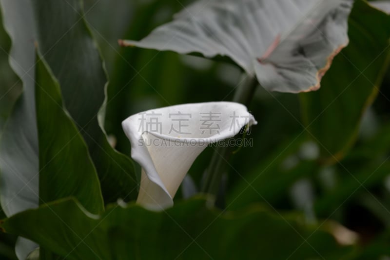 马蹄莲,美,水平画幅,无人,夏天,户外,特写,明亮,白色,植物