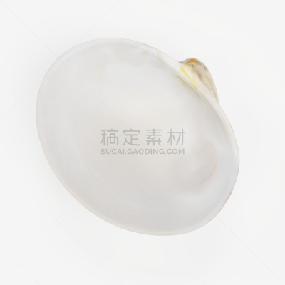 蛤,三维图形,海螺,贝壳,贻贝,帽贝,软体动物,户外,方形画幅,蜗牛