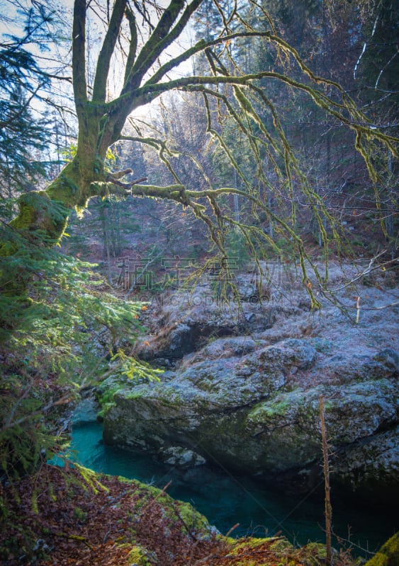 森林,垂直画幅,水,公园,沟壑,julian alps,苔藓,波悉尼,户外,怪异